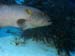 grouper5312