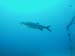 tarpon5241638