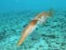 squid1231056