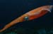 squid1231087