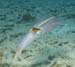 squid1367