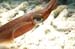 squid1415