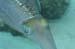 squid0358