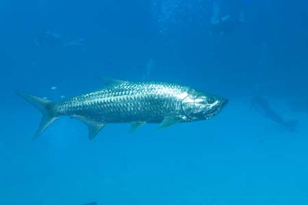 418hooker20060418001